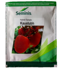 Tomato Kaustubh